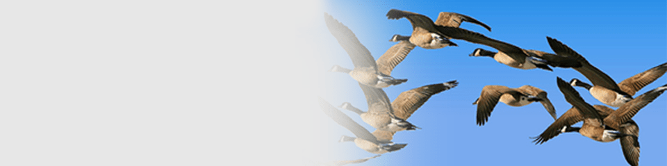 bird control and removal service boston and providence