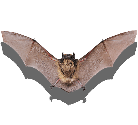wildlife and bat removal services in Massachusetts